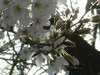 DSCF1226