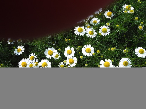 Dscf0044